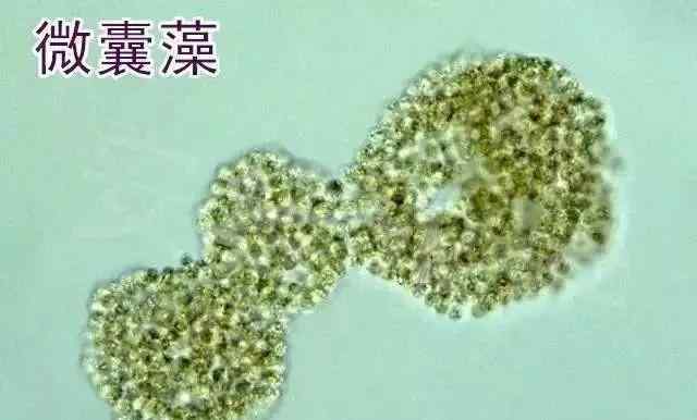 水藻 绚丽多姿的水藻世界---常见藻类及图谱