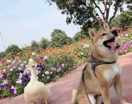 王珞丹发寻鸭启事 被曝是王思聪同款 盘点那些年王思聪养过的宠物！