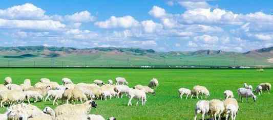 蒙古国送的3万只羊会变成羊肉 羊儿个个膘肥体壮