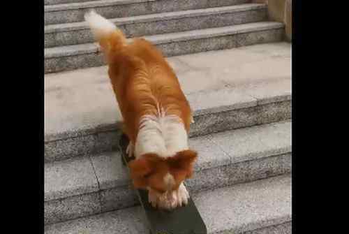 牧羊犬滑滑板下30级楼梯 边境牧羊犬到底有多聪明