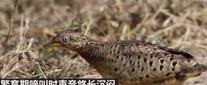 贵州山中龙吟为鸟类发出声源 引多人围观，经由专家研究初步认定为鸟叫