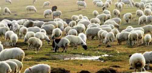 蒙古国送的3万只羊会变成羊肉 羊儿个个膘肥体壮