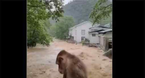 武夷山暴雨中猴子蹲桥上避险！具体是怎么回事？详细过程让你苦笑不得！