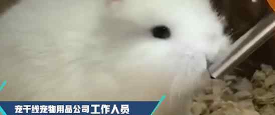 宠物店回应为抬价剪兔耳 网友：简直丧心病狂