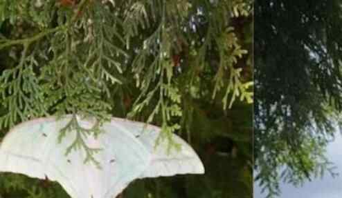 女子爬山看见淡绿风筝挂在树上 走近一看惊奇不已