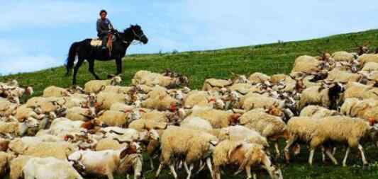 蒙古国为什么捐赠3万只羊 3万只羊值多少钱背后意义深刻
