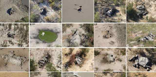 非洲350头大象离奇死亡，70%直接倒地死在水源附近