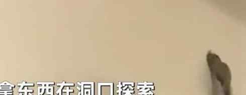 男子凑近家里墙上黑洞拿棍一戳 里面突然伸出一只手