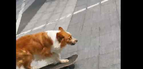 牧羊犬滑滑板下30级楼梯 边境牧羊犬到底有多聪明