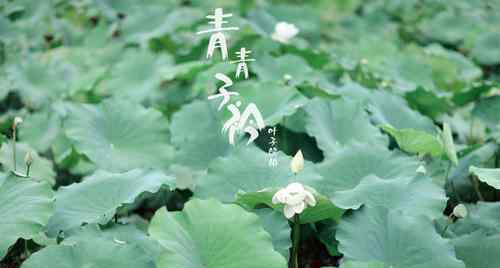 青青子衿讲的是什么故事 改编自哪本小说结局怎么样