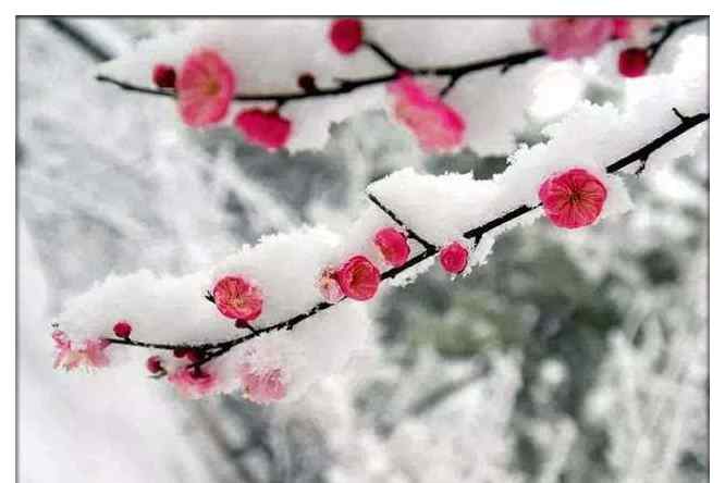 卢梅坡的雪梅二首古诗 古诗文经典传承:《雪梅二首》 南宋 卢梅坡