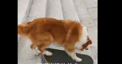 牧羊犬滑滑板下30级楼梯 边境牧羊犬到底有多聪明
