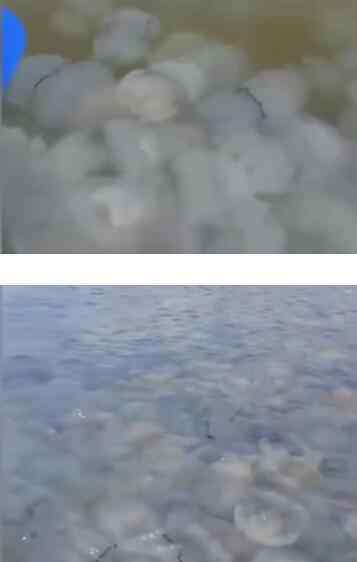 乌克兰巨大水母群覆盖海面 水母泛滥的原因是什么
