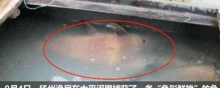 江苏渔民一网下去拉上来一条漂亮大鱼 主动上报求放生文章配图