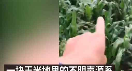 贵州山中龙吟为鸟类发出声源！具体是哪种鸟类？终于真相大白了！