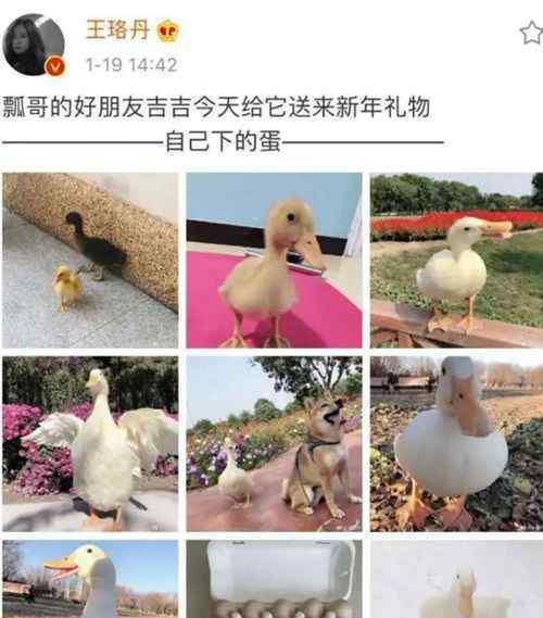 王珞丹：吉吉已经不在这个世界了 宠物鸭找到时已一地鸭毛