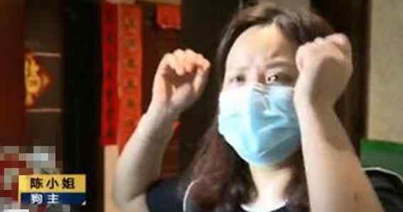 宠物狗咬伤小孩被摔死 到底是谁的责任