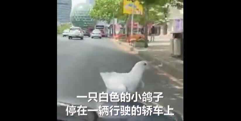 大连鸽子搭顺风车看风景 网友调侃是免票乘车