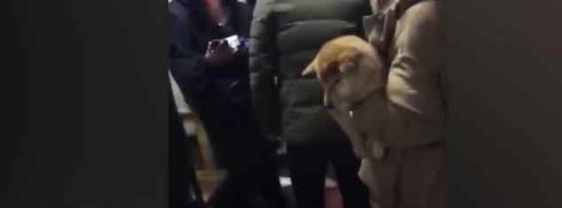 准研究生虐狗事件狗主人发声 研究生虐狗视频曝光全纪录