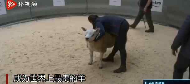 世界上最贵的羊332万元成交 为什么这么贵有何特殊