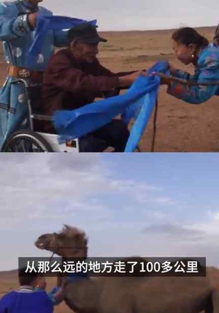 年迈骆驼被卖后独行100公里回家 跋山涉水满身伤痕
