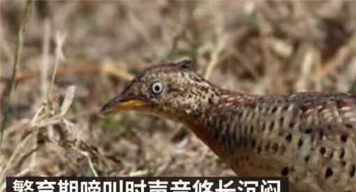贵州山中龙吟为鸟类发出声源！具体是哪种鸟类？终于真相大白了！