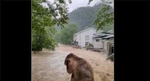 武夷山暴雨中猴子蹲桥上避险！具体是怎么回事？详细过程让你苦笑不得！