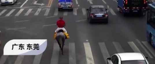 东莞男子骑马上班被交警约谈，网友：马路不让马走？