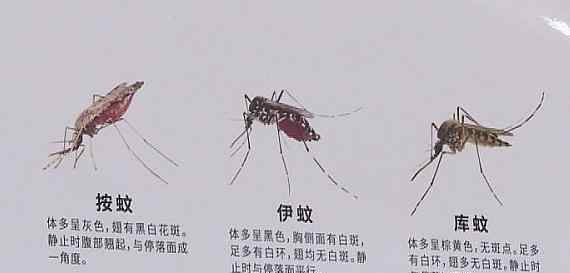 江苏句容出现1例登革热病例 哪些人群容易感染？