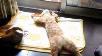 块猫 橘猫太懂得享受了，摊开肚子让主人摸，一块猫干就这么诞生了