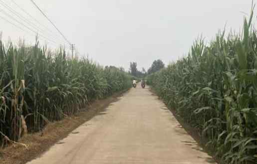 河南虞城命案告破 嫌犯自杀 具体案发细节回顾