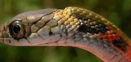 红脖颈槽蛇 曾经被认为无毒的蛇，如今却毒死了多人，这是怎么回事？