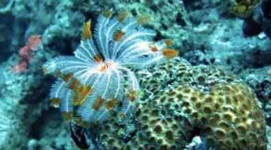 科学家发现5.5亿年前海底生物 具体长什么样子