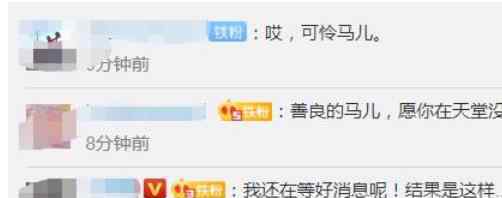 福建下海救人的两匹救命恩马去世 什么原因