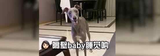 狗子被主人叫名字欢快大叫 得知有宝宝睡觉后狗子反应亮了
