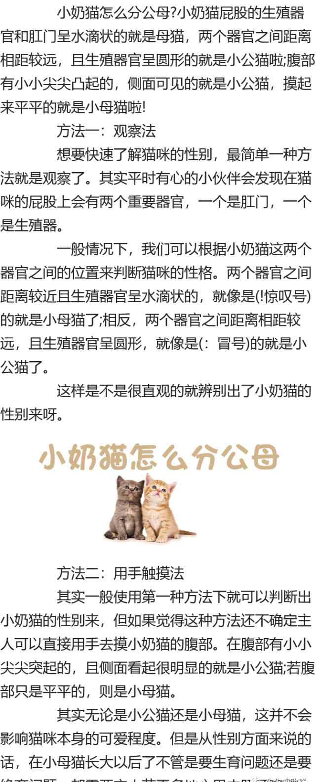 小猫怎么看公母 小奶猫怎么分公母