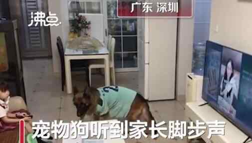 狗子听到家长进门提醒女孩写作业 视频监控曝光不可思议