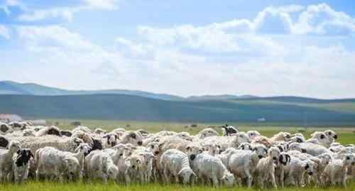 蒙古国正式启动3万只羊捐赠程序 感动的眼泪从嘴里流了出来