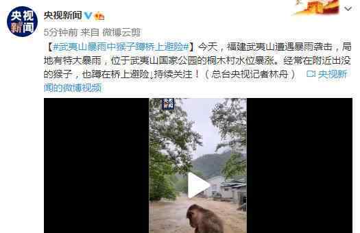 福建武夷山暴雨中猴子蹲桥上避险 惊惶失措弱小无助