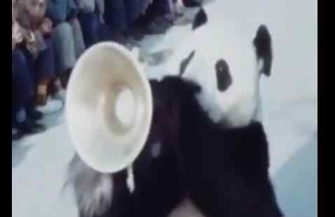 70年代的大熊猫街头杂耍 珍贵画面曝光不可思议一幕