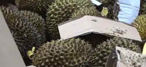 49吨榴莲销毁成有机肥引发网络热议 事件真相来了