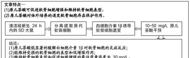 原儿茶醛 原儿茶酸可减轻退变软骨细胞的损伤