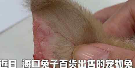 宠物店回应为抬价剪兔耳 网友：简直丧心病狂