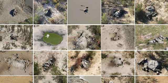 非洲350头大象接连离奇死亡 现场画面曝光，目前原因不明