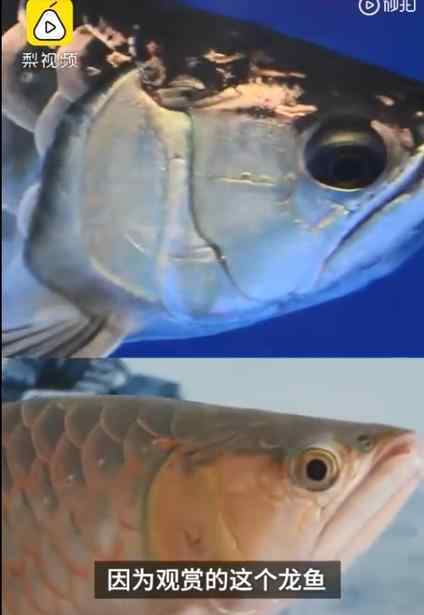 揭秘为何龙鱼眼睛整容千元一次 因为它身上有两样法宝