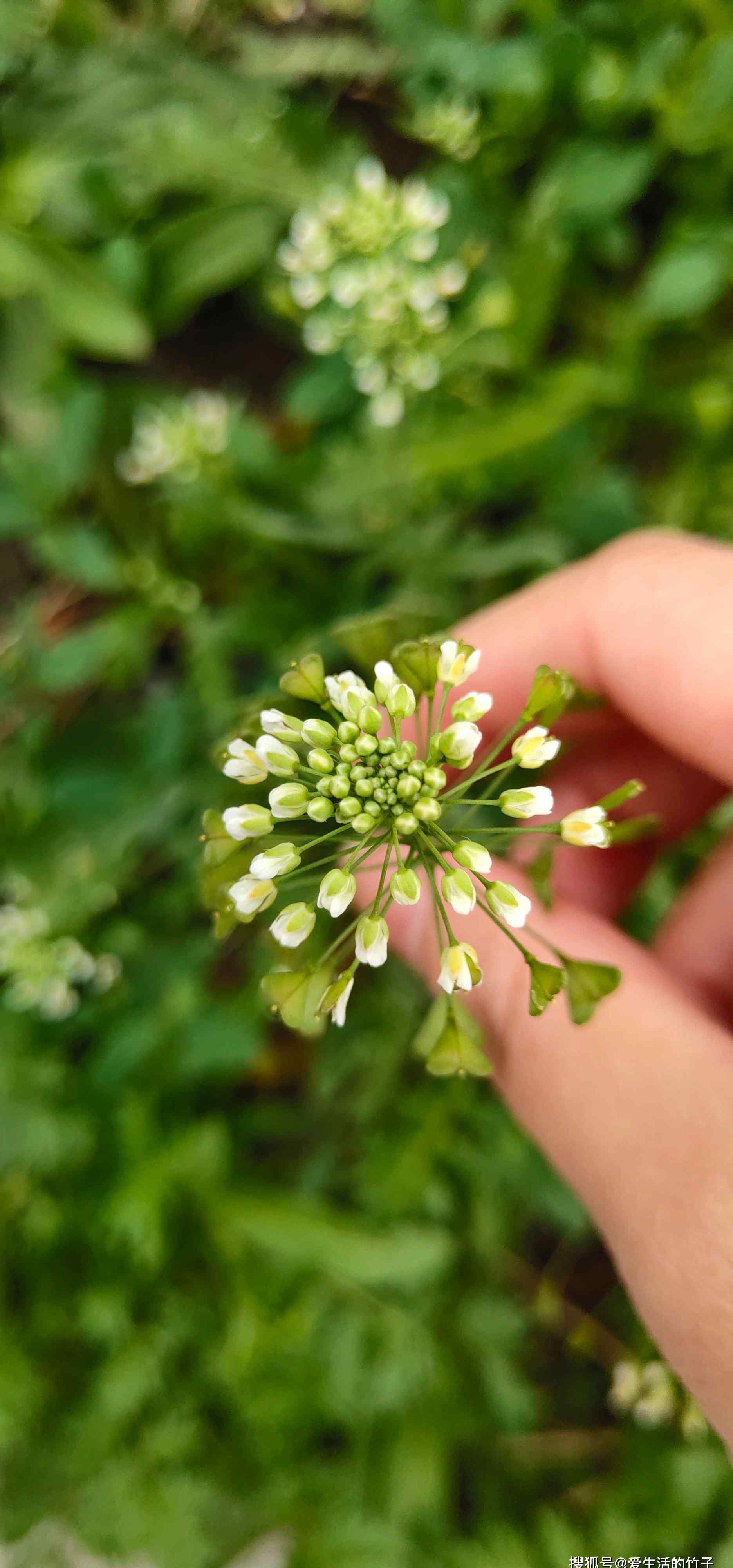 孕妇能吃荠菜吗 荠菜：春天最常吃的野菜，但是准妈妈们要注意了，不能吃！