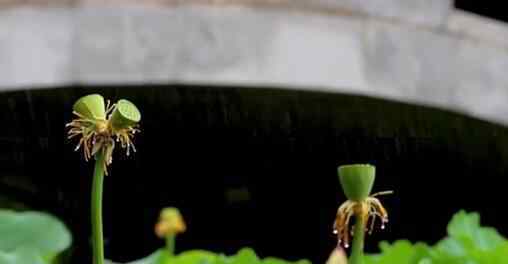 南京玄武湖连续出现2株并蒂莲 并蒂莲长什么样