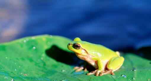 秦岭发现罕见雨蛙 雨蛙为何如此珍贵