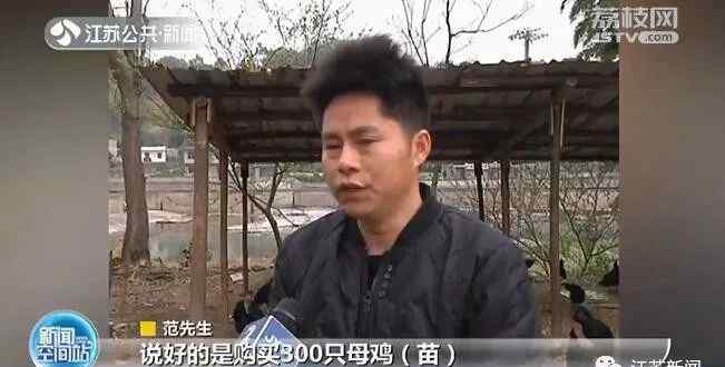 江西一男子网购300只母鸡苗 几个月后傻眼了：全是公鸡？