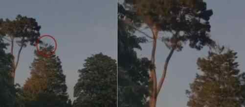 男子逛公园发现18米树顶有物体在动 镜头拉近后直冒冷汗